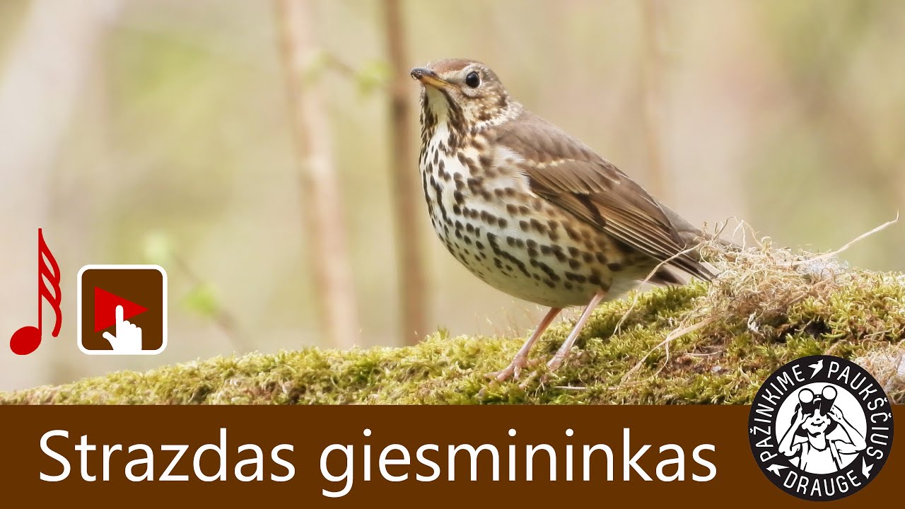 Strazdas giesmininkas gieda HD