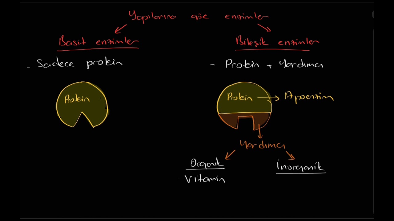 Enzimler (enzim-substrat-ürün, aktivasyon enerjisi, aktivatör, inhibitör,  basit-bileşik enzim)