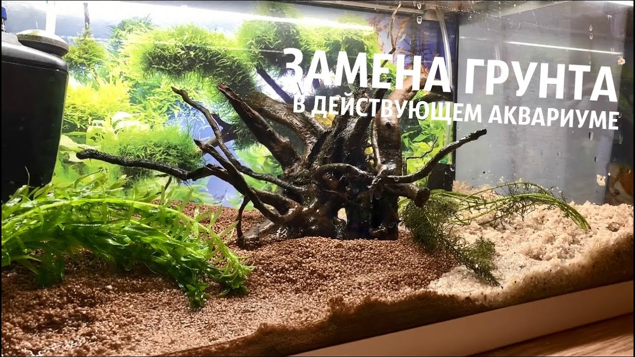 ЗАМЕНА ГРУНТА В ДЕЙСТВУЮЩЕМ АКВАРИУМЕ (#2) НА 