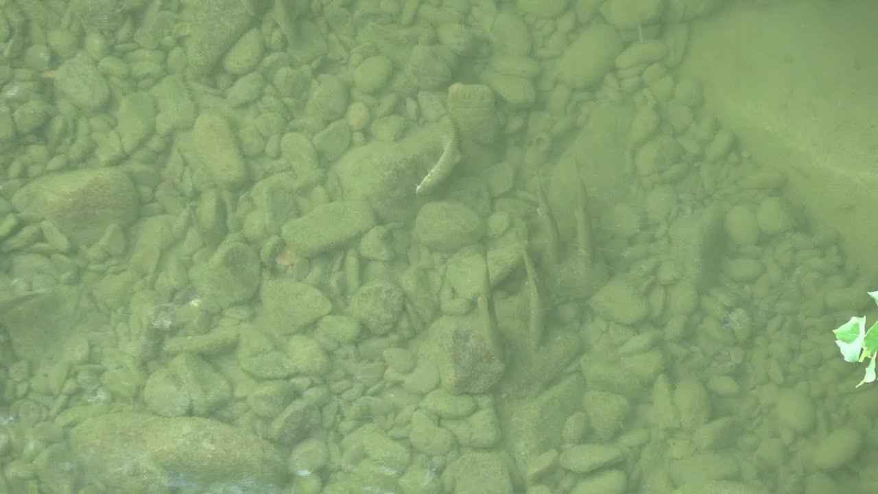 Caldo torrido, fauna ittica a rischio