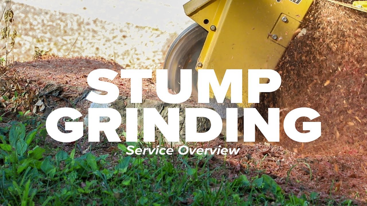 Stump Grinding Service Overview I Russell Tree Experts
