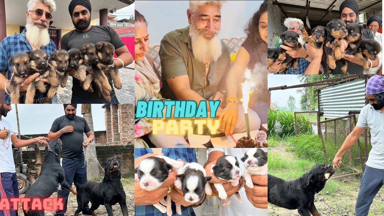 Birthday pe puppies ka surprise mila😍❤️(Gill dog Kennel)@Gill dog Kennel