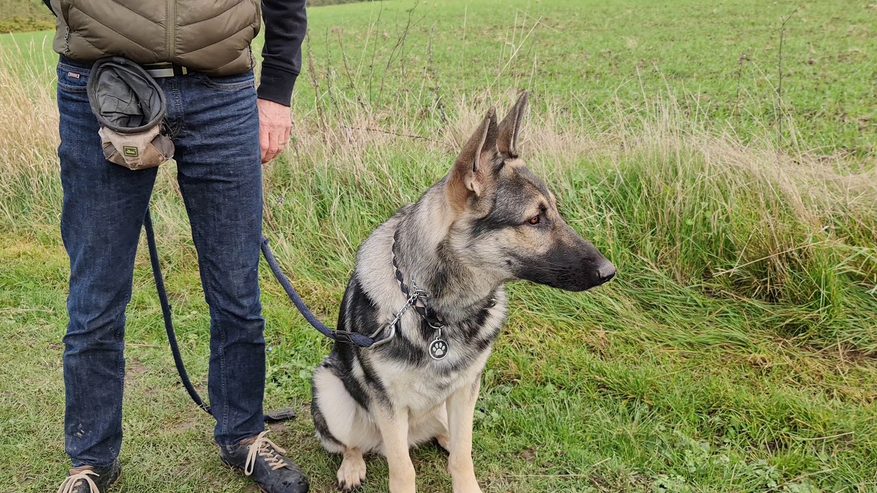 Schæferhund lære at ignorere5 andre hunde