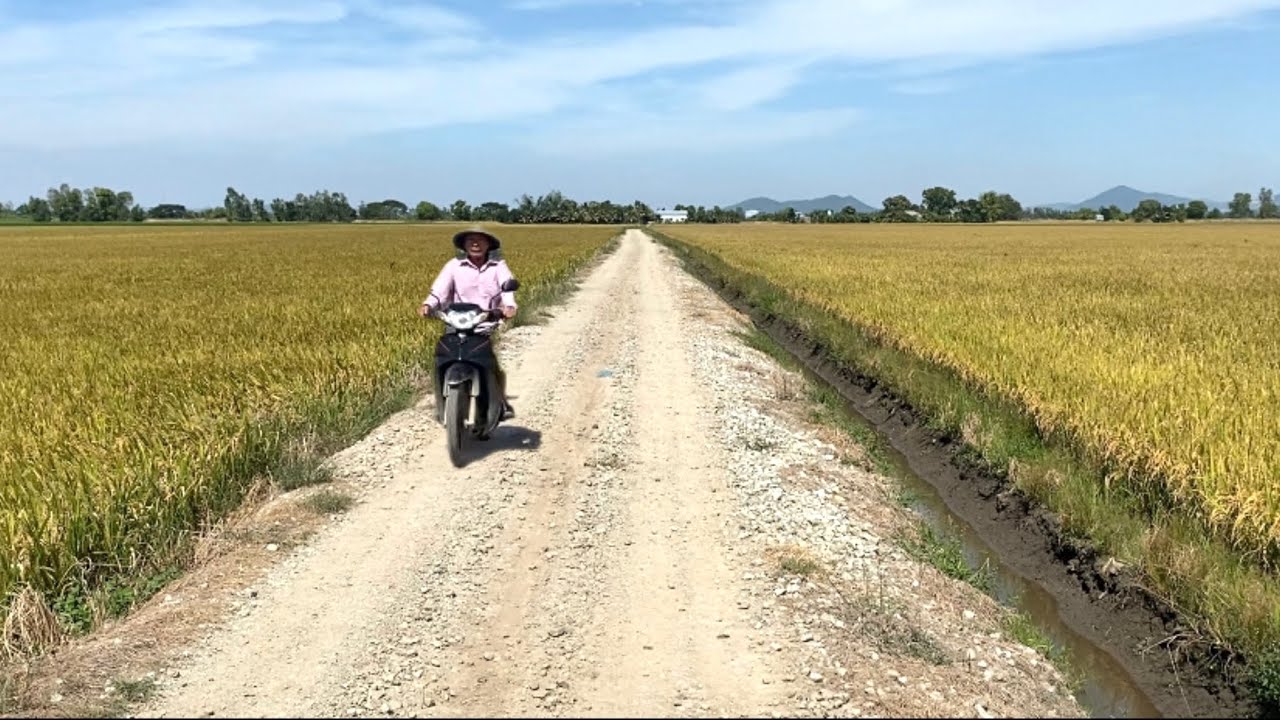 Nẻo Đường Giữa Hai Cánh Đồng Lúa Chín Nhìn Rất Đẹp
