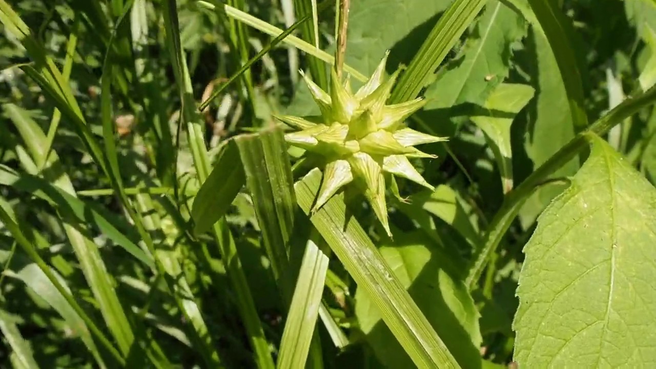 Gray's Sedge