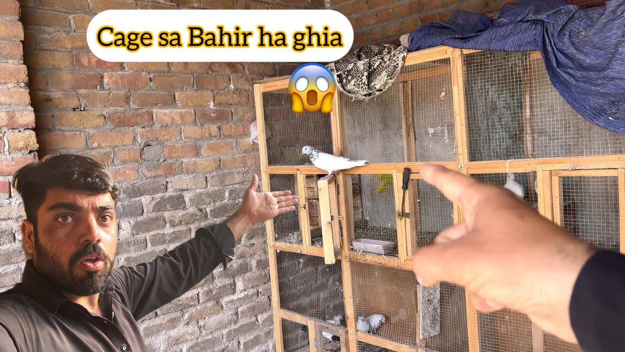 Joro wala kabootar cage sa nikal ghia😩😧how to check this pigeon