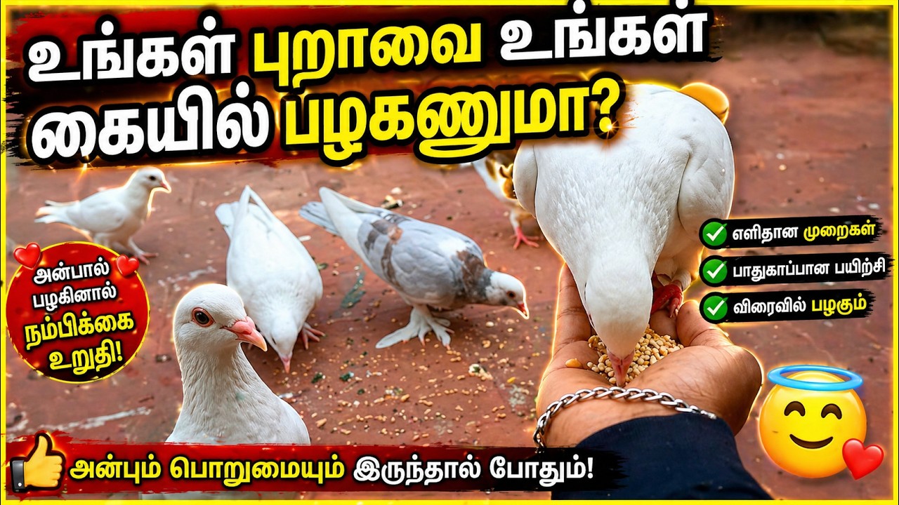 How to train your pigeon on your hand | hand tame | Pr Pigeons
