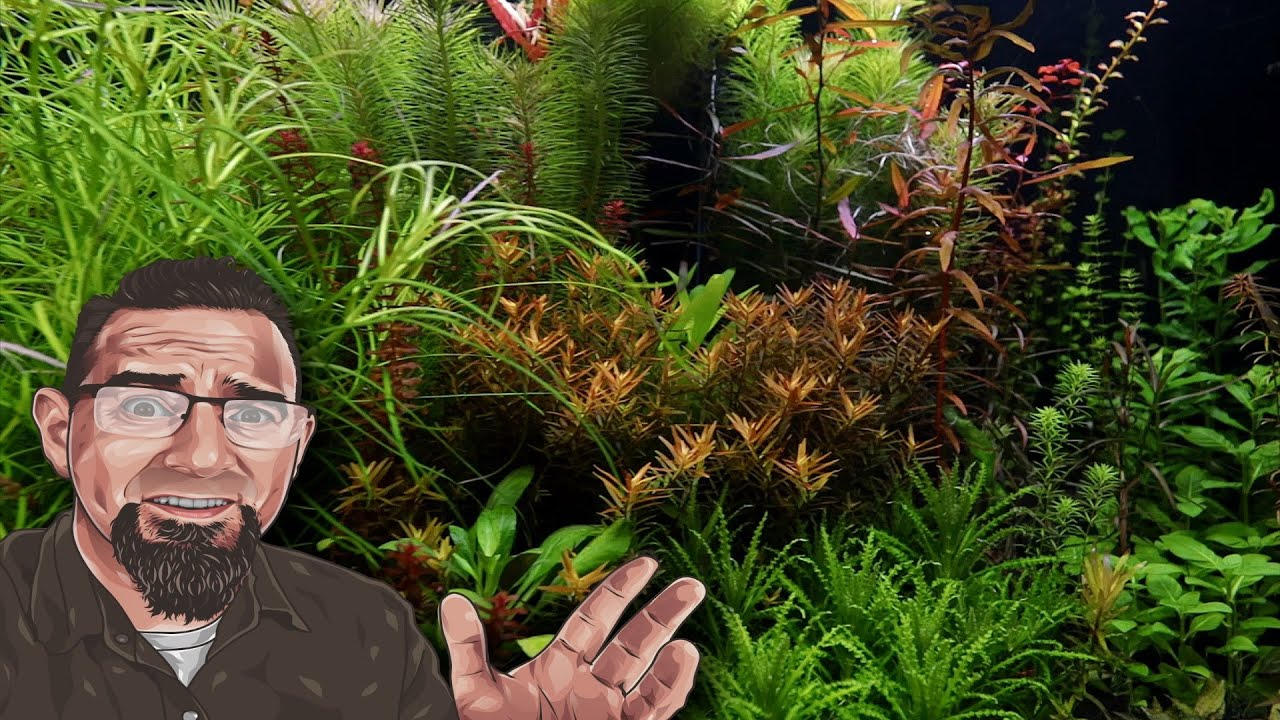 150 Gallon Planted Aquarium