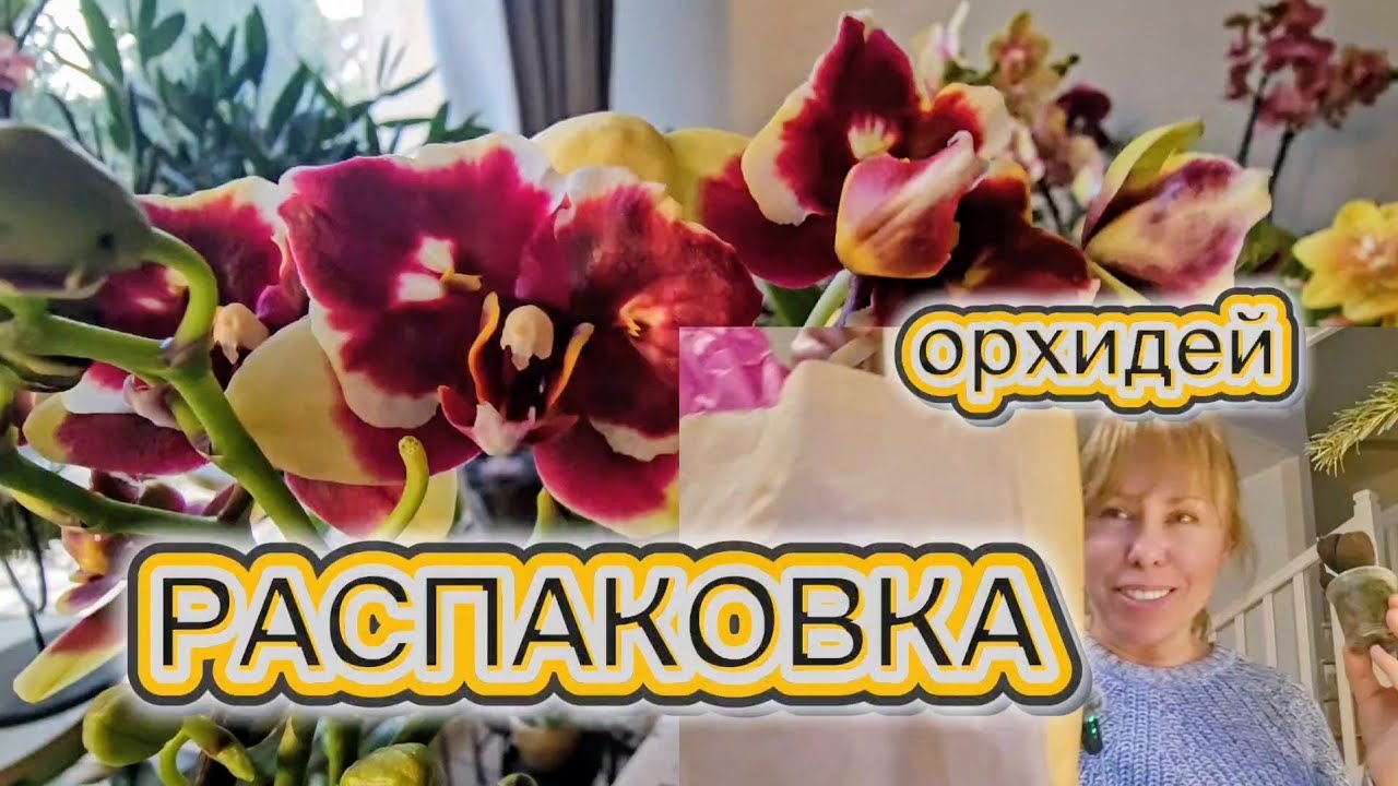 Орхидеи на распродаже почти даром а какие вау красавицы. 