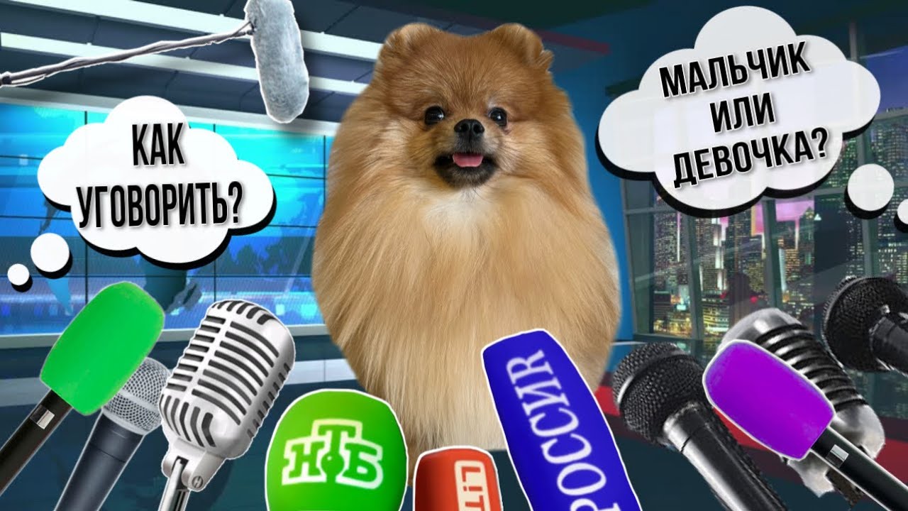 Как уговорить родителей купить собаку? Мальчик или девочка? Почему шпиц? |Отвечаю на вопросы💬