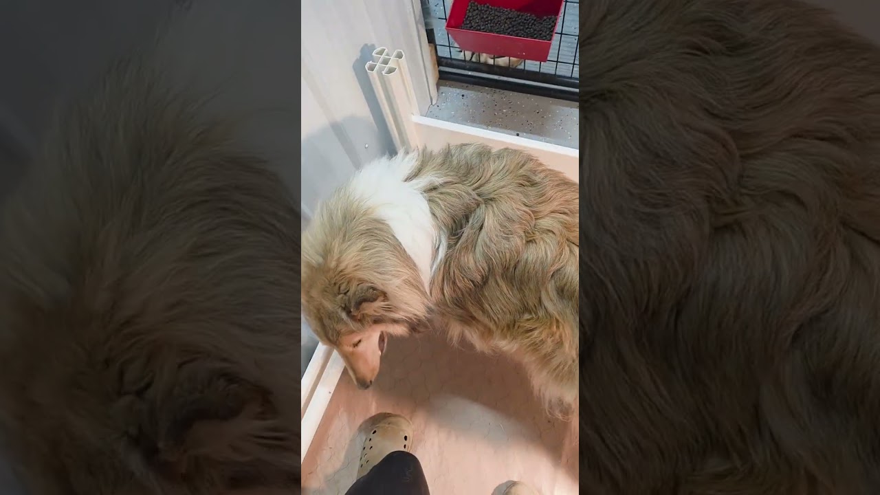 Let the countdown begin! These precious Rough Collie mommas are due puppies this week!