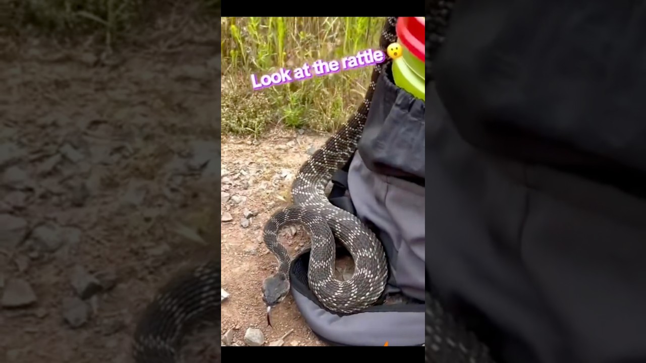 An absolute Tank of a Rattlesnake #size #nature #youtube #freedom #shorts #video #reels #fyp #edit