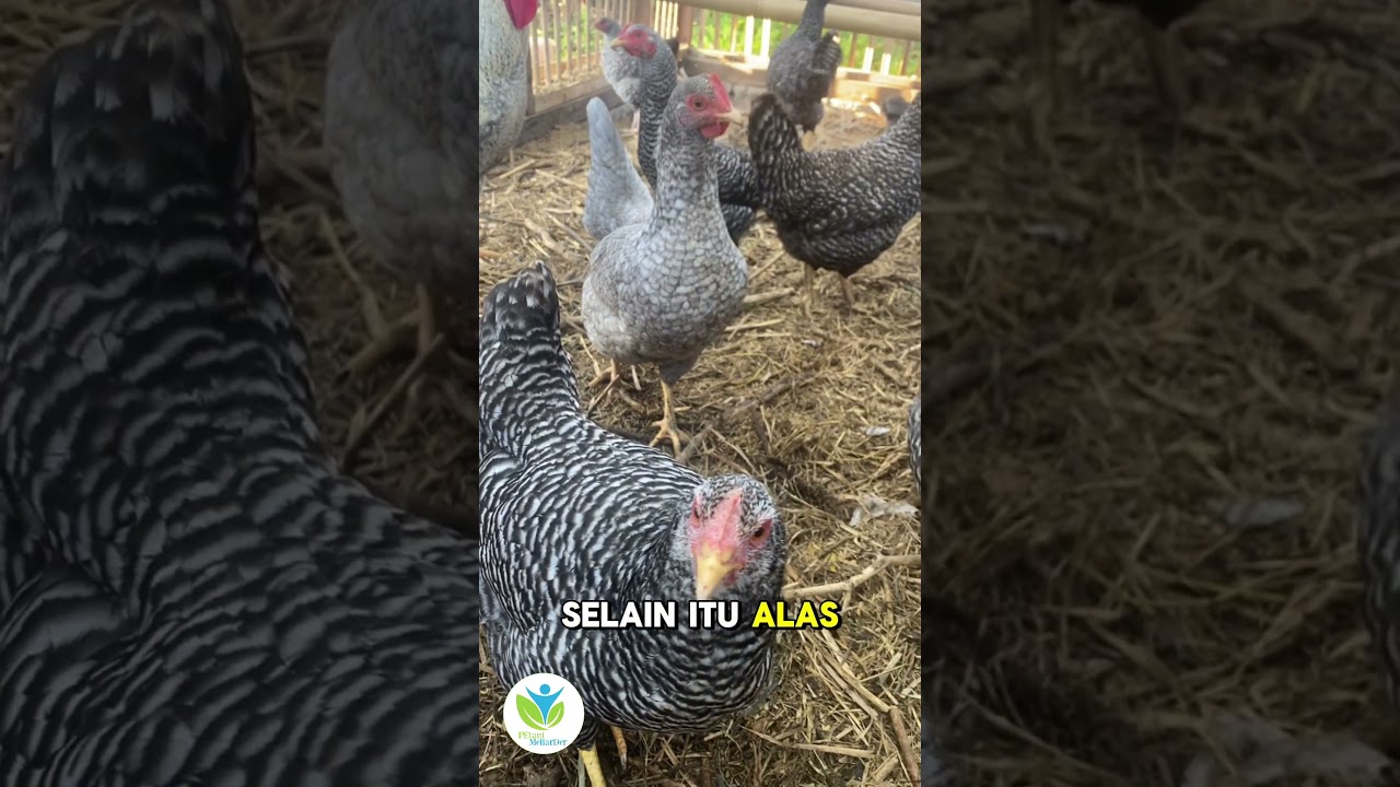 Rahasia Alas kandang Organik, Ayam Sehat kompos berlimpah #shorts