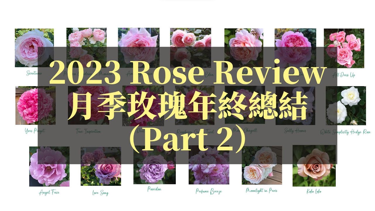 2023月季玫瑰年終總結（下）| 20款月季玫瑰 春夏秋三季開花表現及養護心得 | Ep27