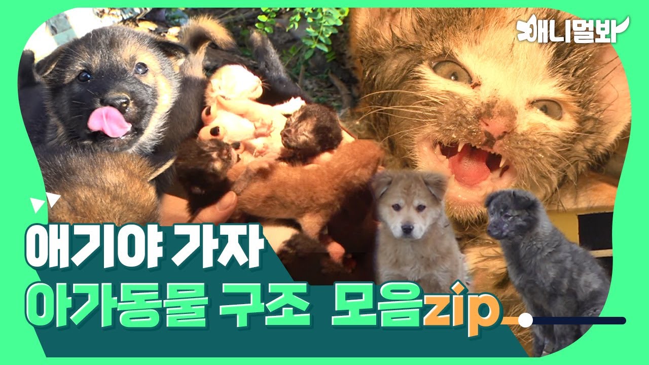 [아기 동물 구조 모음zip] 애기야 가자...! 위기의 순간 아기 동물 구출 대작전 🐶🐱ㅣCome here baby! Rescuing baby animals in danger