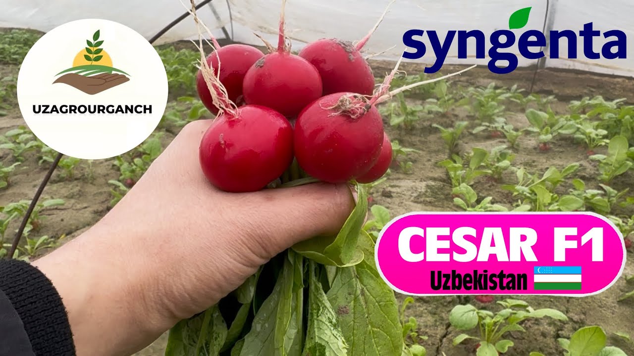 Syngenta Cesar F1 (Цезарь Ф1) Rediska-Редиска 998921988558