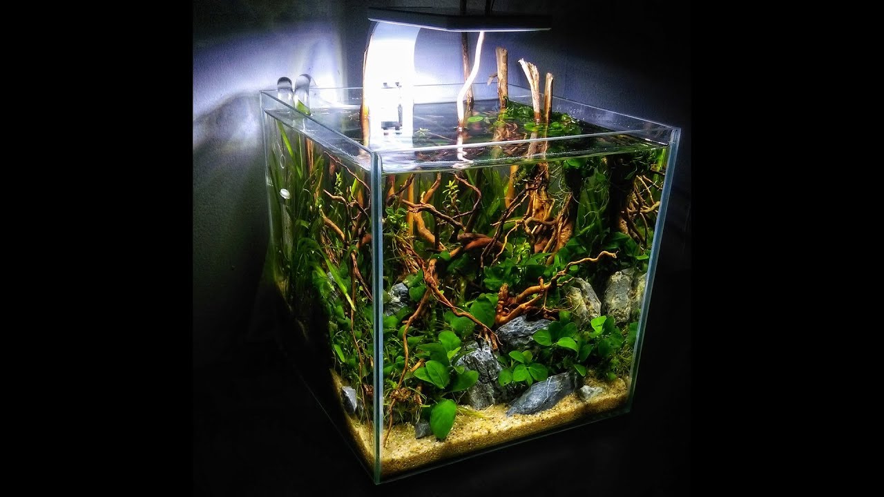 60. Jak założyć nano akwarium w stylu Mizube? [Low-tech]