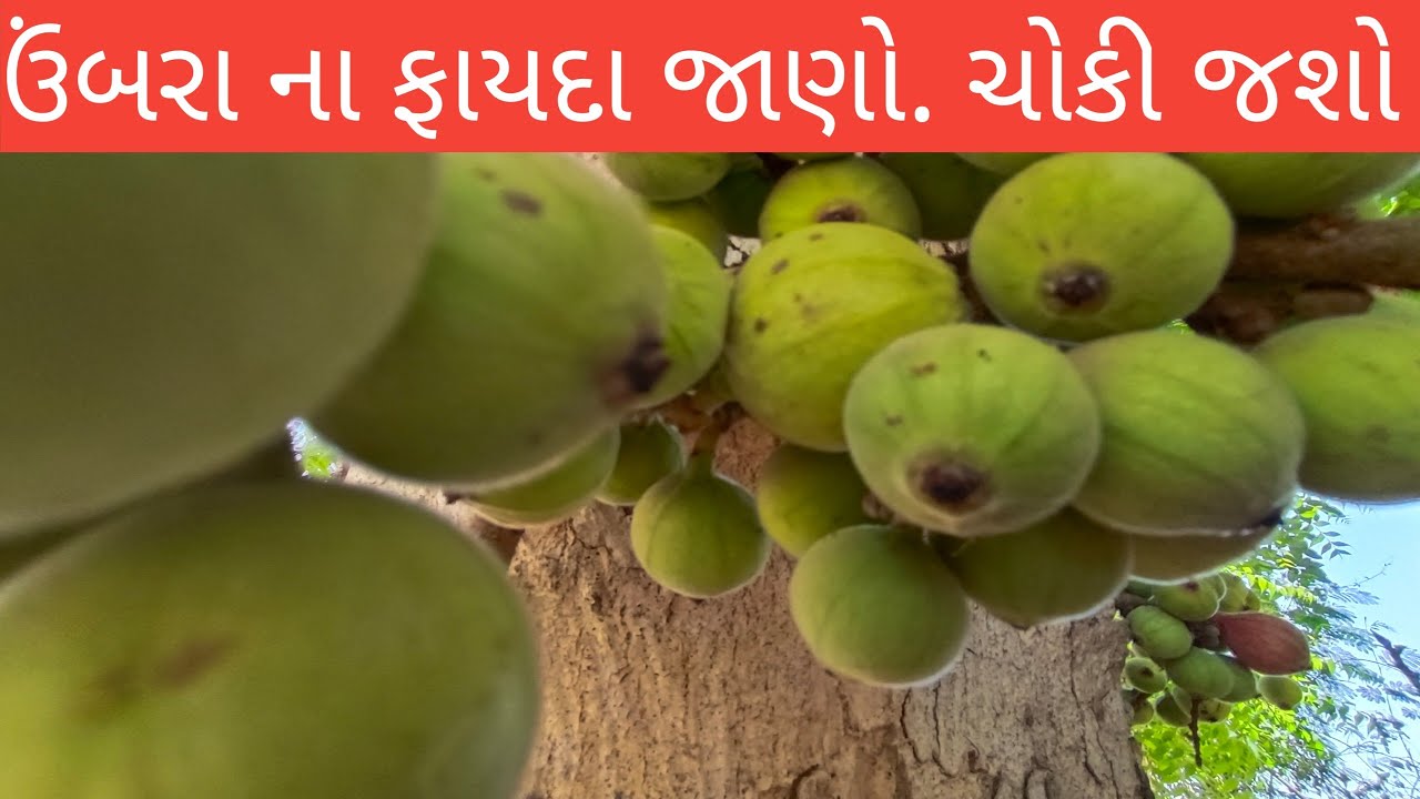 જાણો સજ્જનો આસ્થા અને વિજ્ઞાન ની દ્રષ્ટિએ ઉંબરા નું મહત્વ