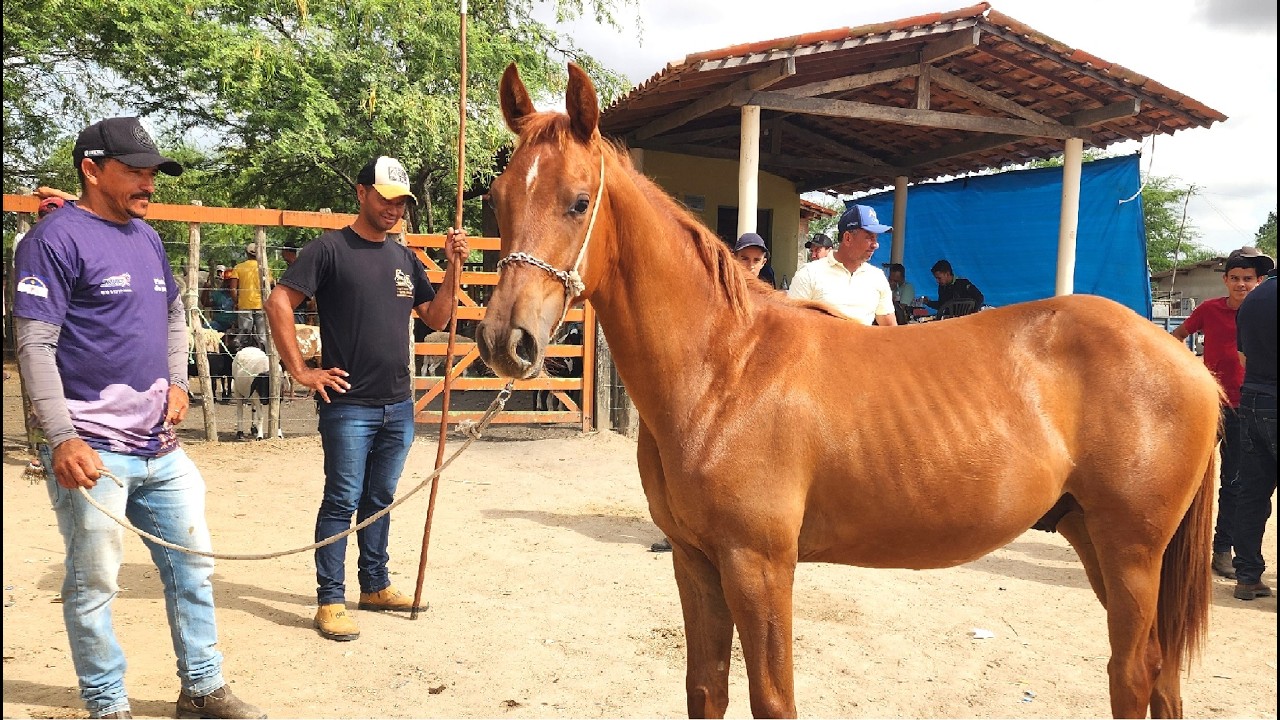 FEIRA DE CAVALOS EM ALTINHO-PE  03-01-2026 #nordeste
