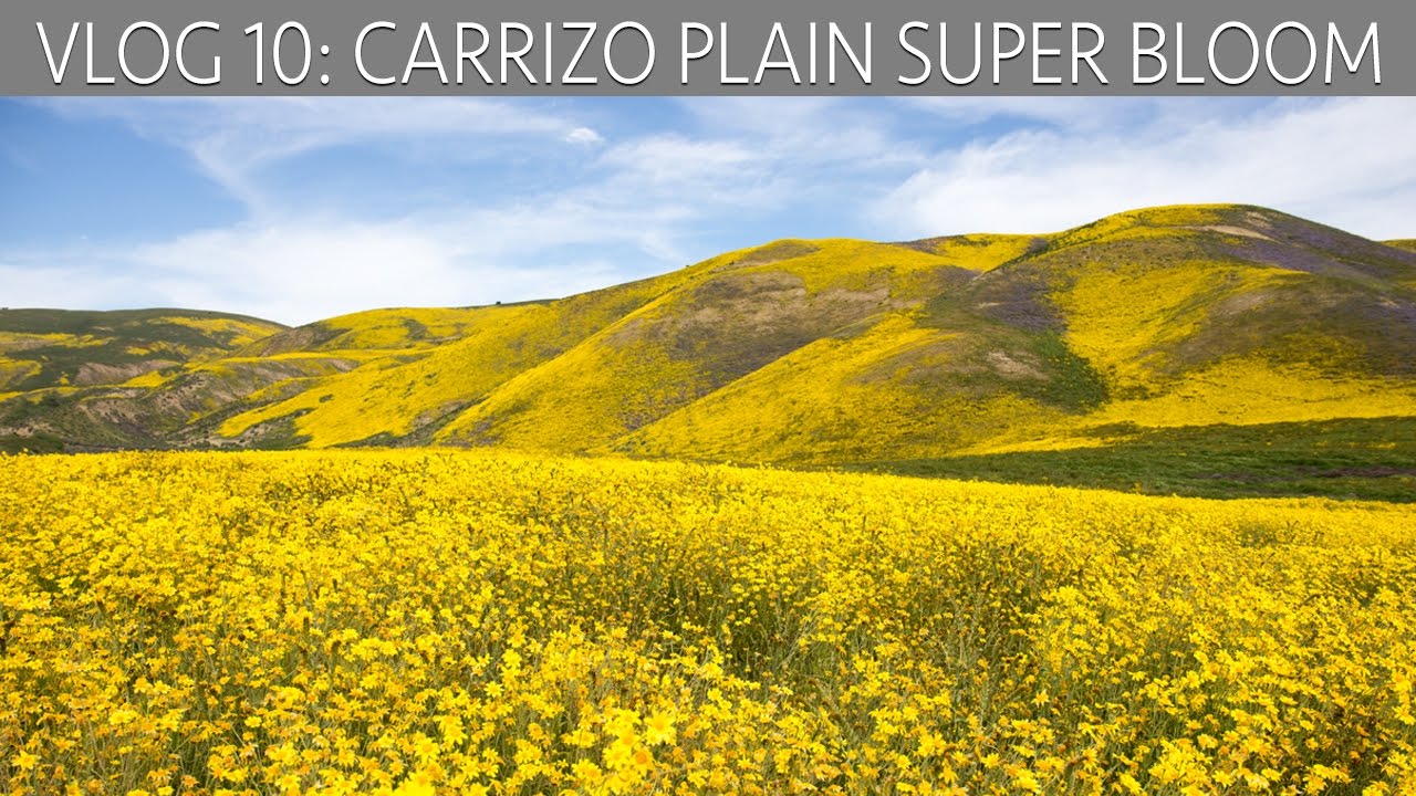 Carrizo Plain Super Bloom: Exploring Wildflowers, Hikes & Historic Structures