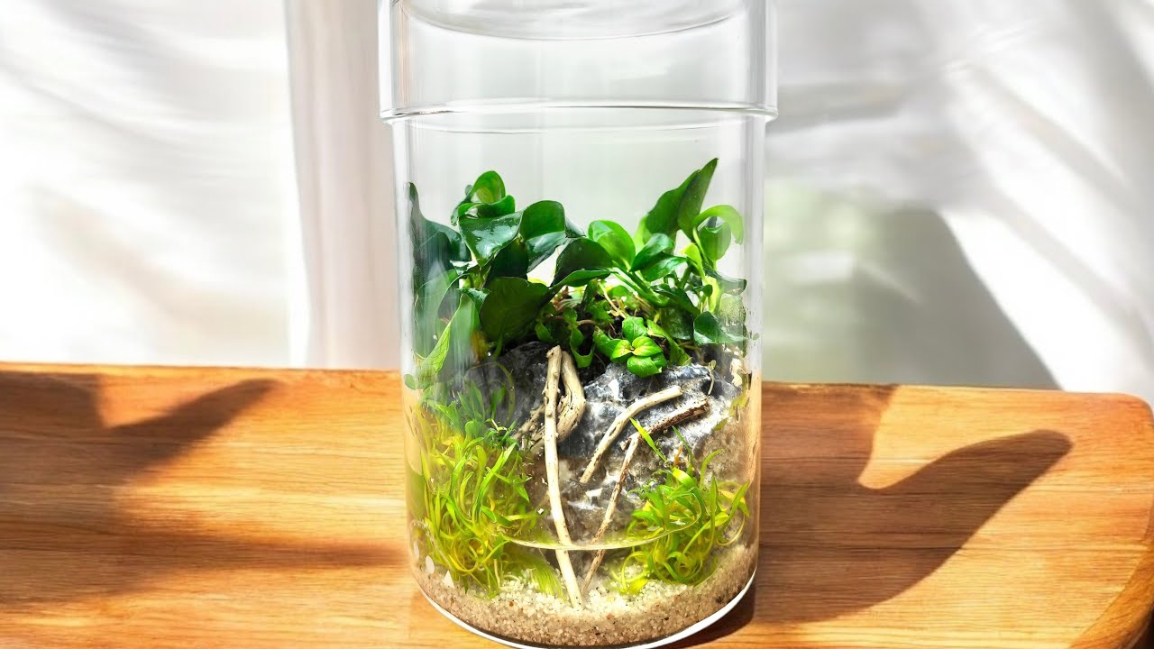 Mini Paludarium in DOOA Pot Maru: Guida Completa e Tutorial