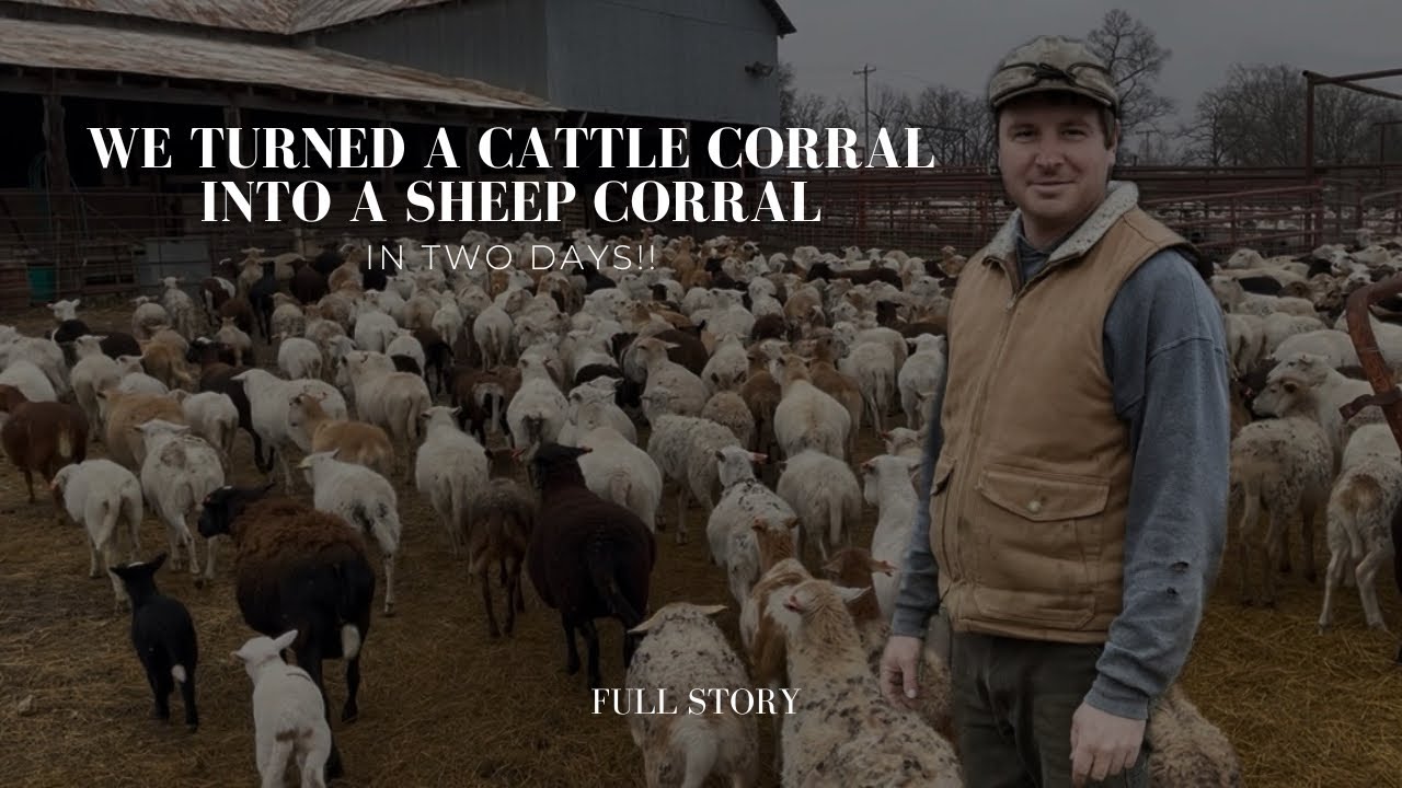 We Turned a Cattle Corral into a Sheep Corral in Two Days— Plus Sorted Our Rams From the Ewes 