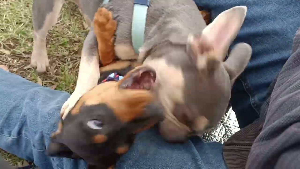Honey's First Dachshund Day in the Park