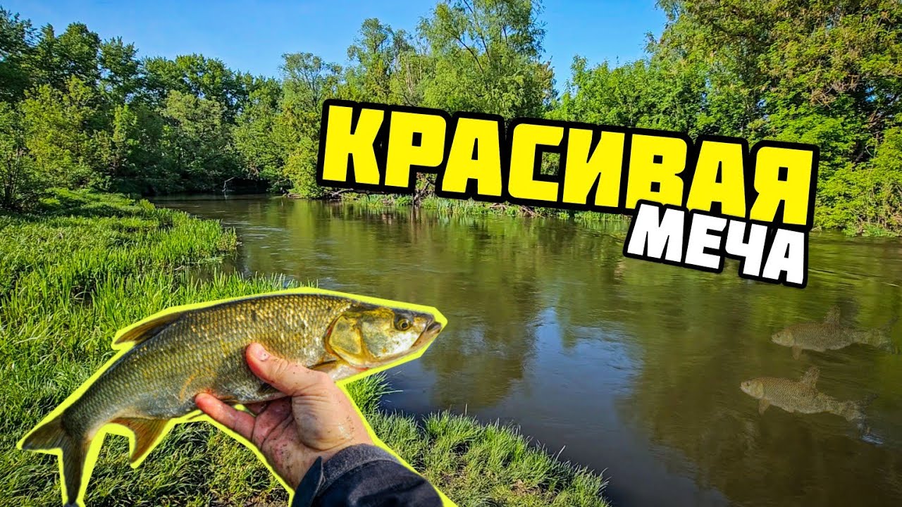 Жерех и голавль на Красивой Мече | Первая рыбалка со спиннингом Abu Garcia TMNS-605L