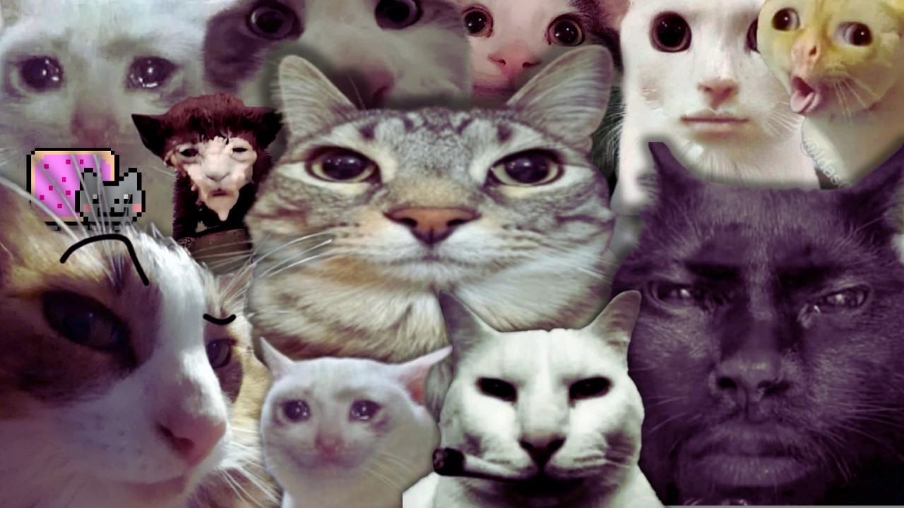 EL INTERNET ESTÁ HECHO DE GATOS