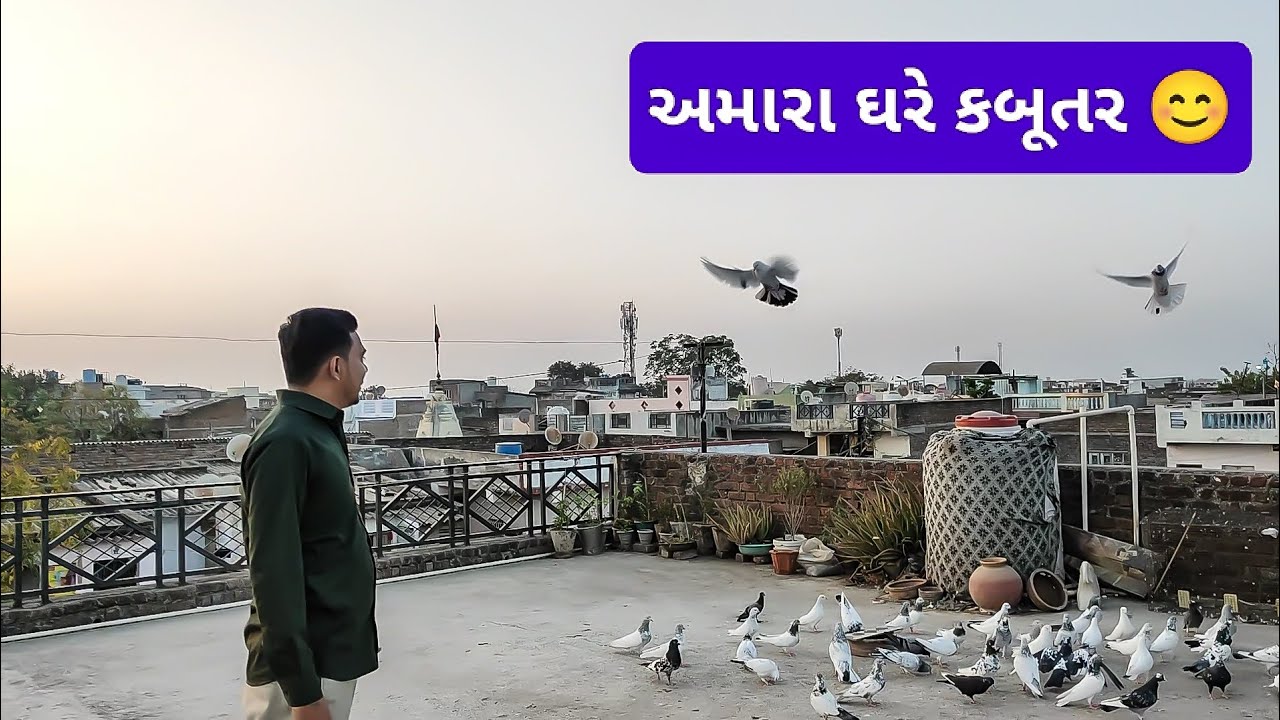 અમારા ઘરે કબૂતર 😊😊😊