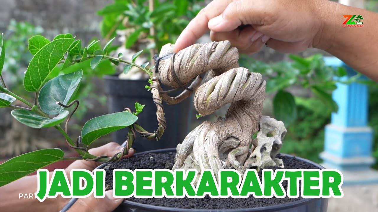 KARAKTER BUATAN PADA POHON SANCANG