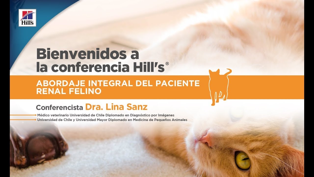 PACIENTE RENAL FELINO