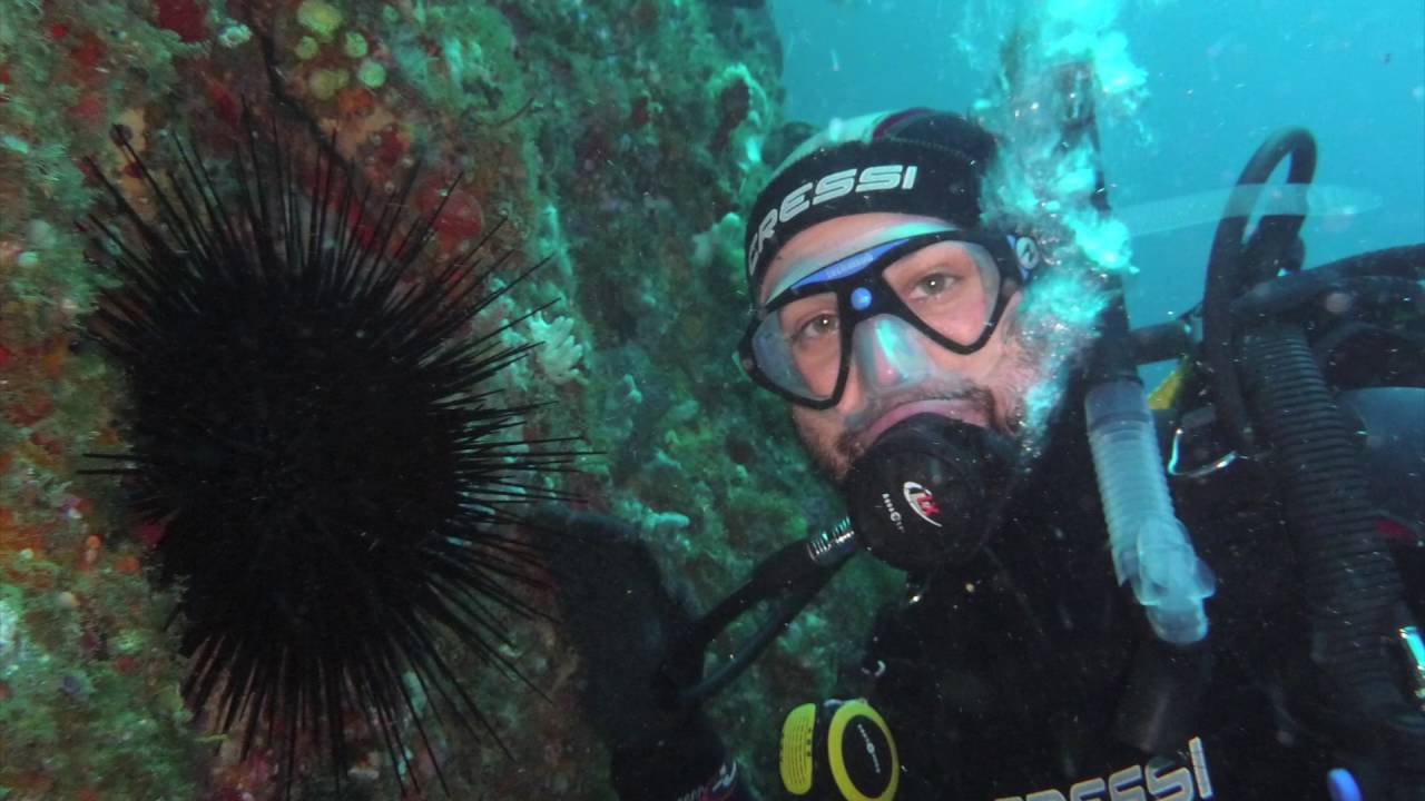 Black Sea Urchins