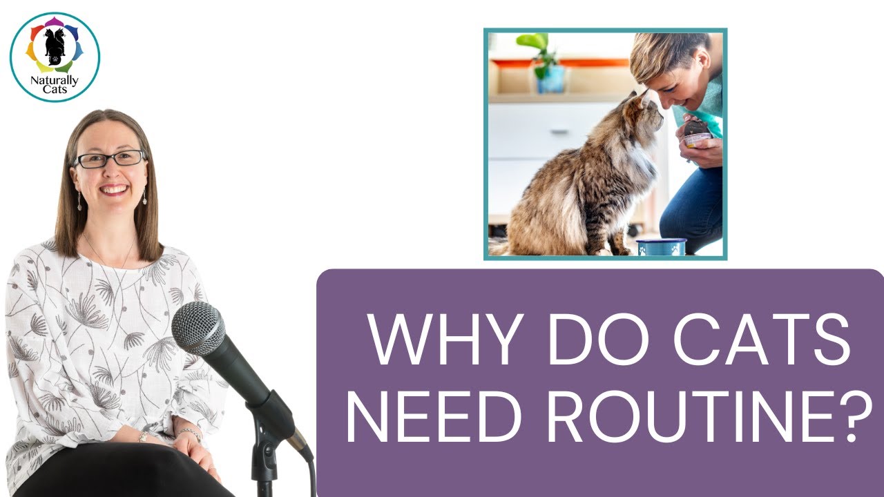 Why do cats need routine? 4 Reasons consistency helps behaviour & anxiety