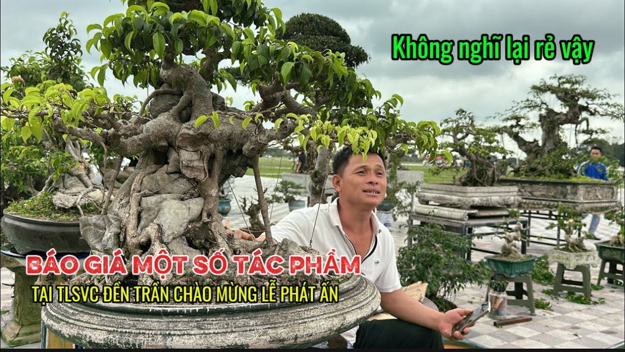 Cây năm nay rẻ hơn năm trước thì phải ! BÁO GIÁ cây tại khu thương mại | Quảng Tùng