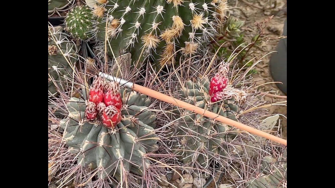 Plant to Packet: Glandulicactus uncinatus var. wrightii