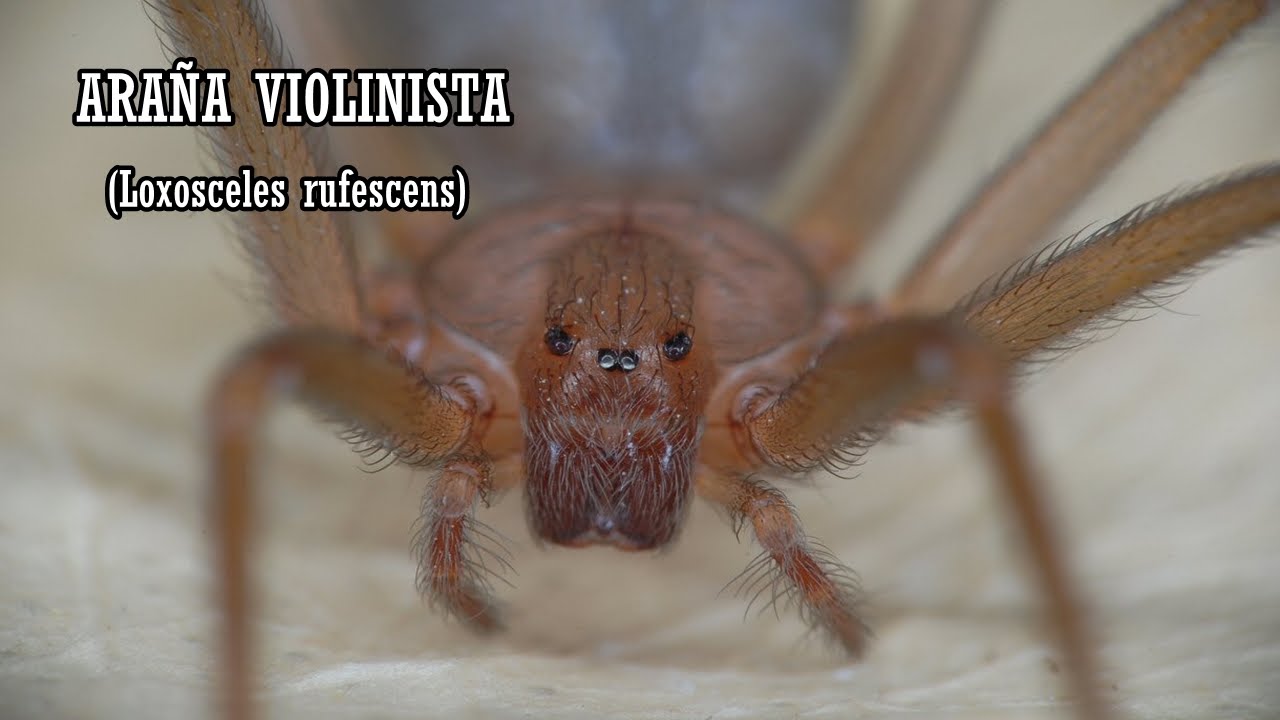 ARA&Ntilde;A VIOLINISTA (loxosceles rufescens)|LA ARA&Ntilde;A MAS VENENOSA DE ESPA&Ntilde;A| Fuente-&Aacute;lamo[15/11/2015]