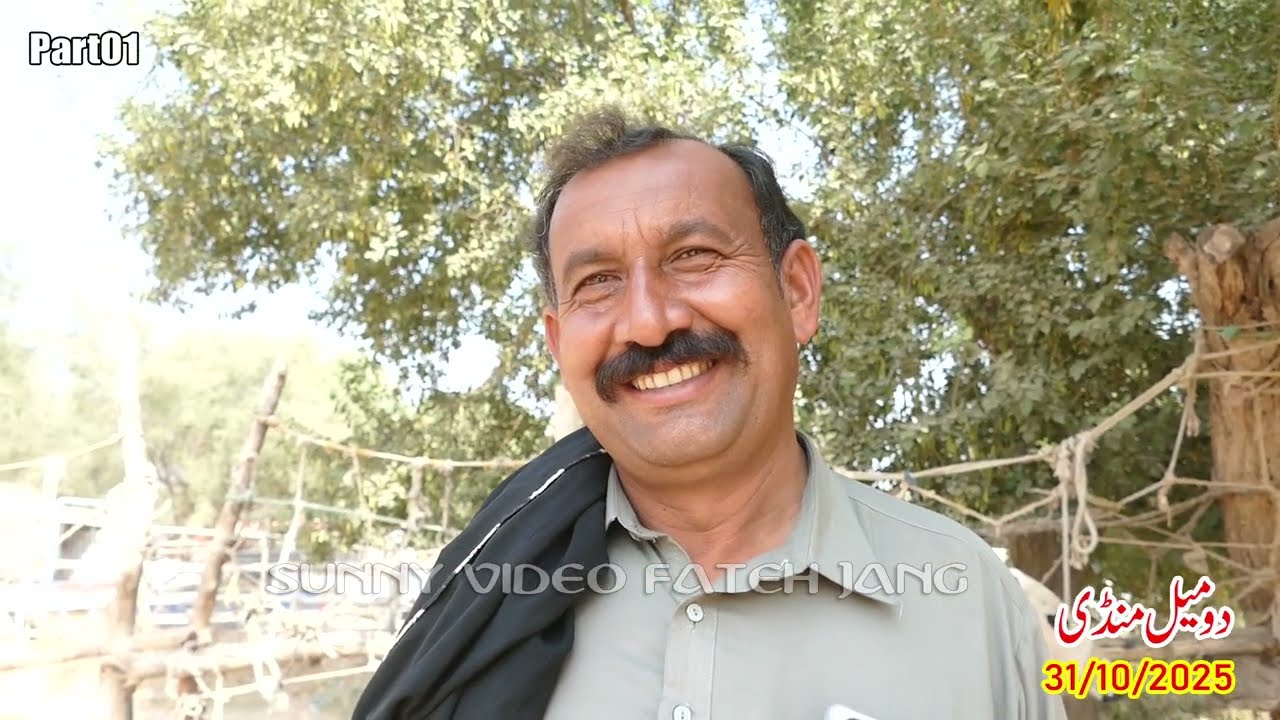 Today Domail Mandi Fatehjang Rate&rsquo;s update031/Oct2025-Part01Sunny Video Fateh Jang Cow Mandi 2025