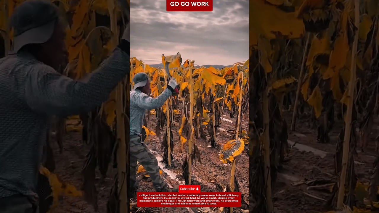 Manual Sunflower Farming Technique for Harvesting Seeds in Rural Agriculture