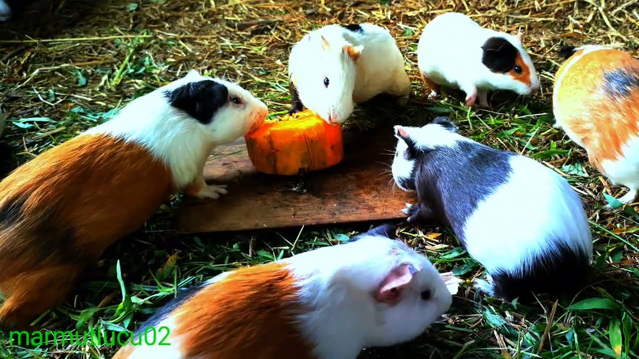asmr|funny behavior of cute guinea pigs mukbang fresh pepaya fruit srut srut 