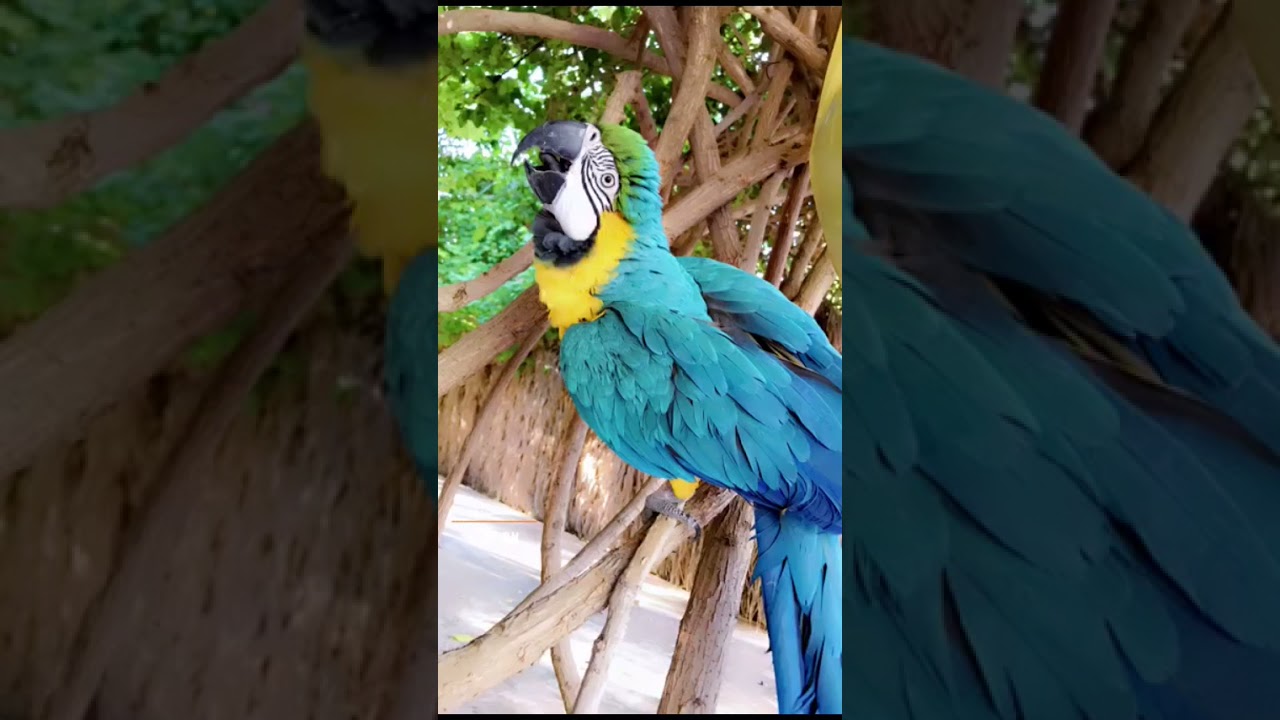 تغطيه شاليهات ريف السنديه القصيم عنيزه