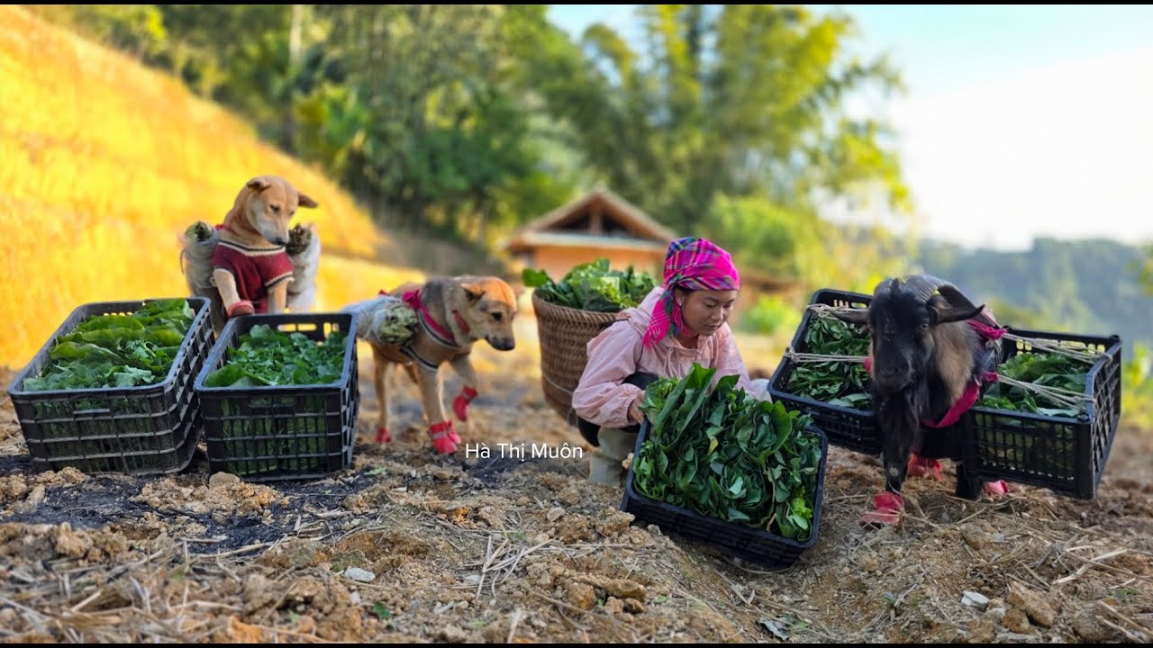 Dog and goat help Vietnamese girl carry vegetable seeds to the field to plant - ha thi muon