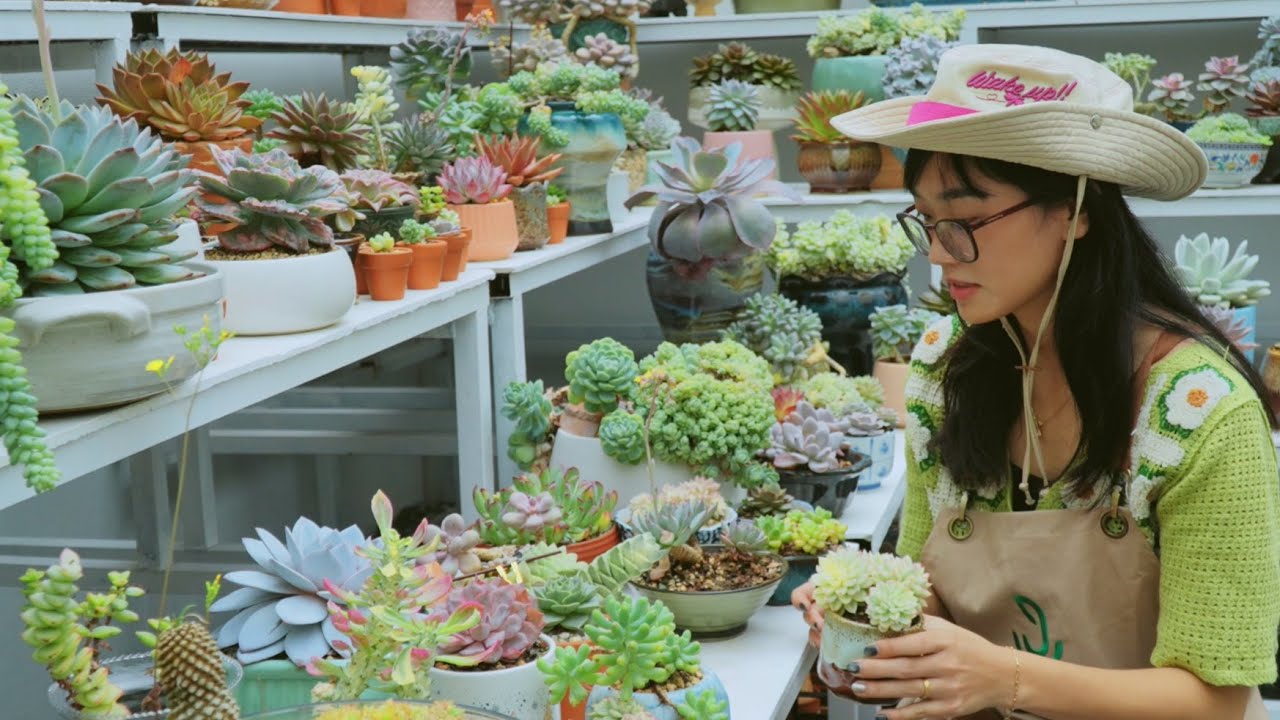 11 pretty types of succulents that are easy to grow, even if you are a beginner