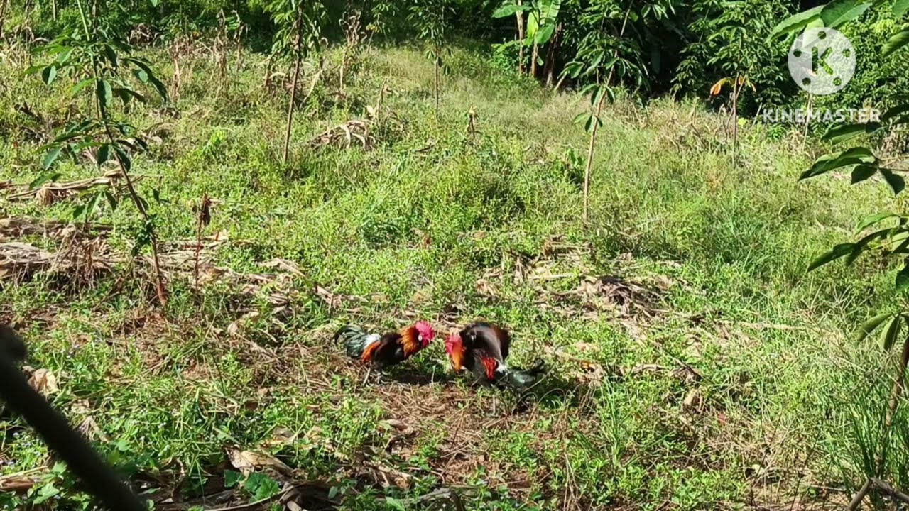 ต่อไก่ป่า