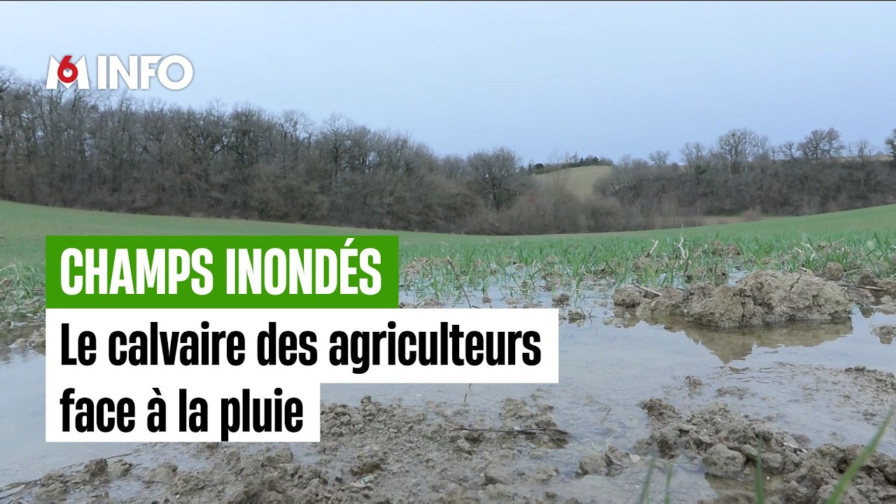Champs inondés : le calvaire des agriculteurs face à la pluie