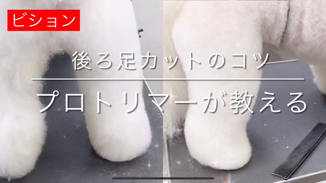 【トリミング　足カット】「後ろ足カットのコツ、プロトリマーが教える」ビションフリーゼ