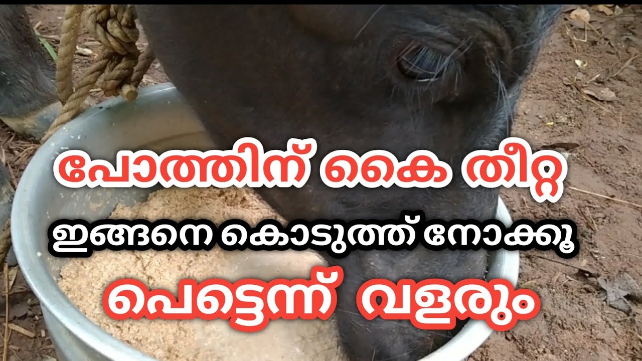 പോത്തിന് ഈ തീറ്റ ഇങ്ങനെ കൊടുത്തു നോക്കൂ|buffalo food|my buffalo morning routine