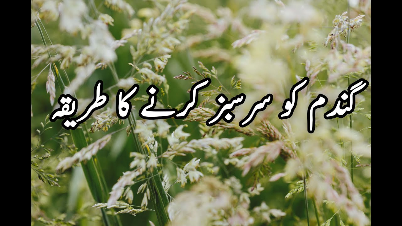 Fertilize Wheat Crop Properly |UREA Management| Water Management After Wheat Sitta| Wheat Production