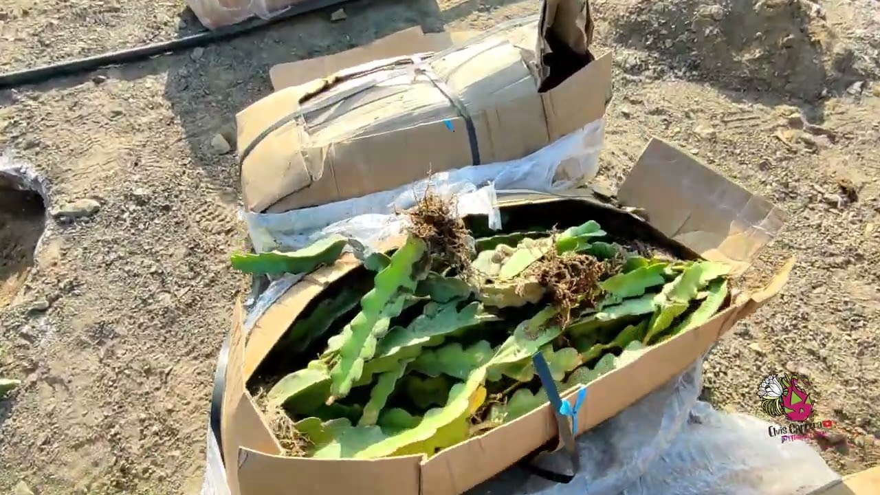 Instalación de pitahaya en Chilca, Lima, Perú🐉Haciendo patria💚#asesorias #pitahaya #agricultura