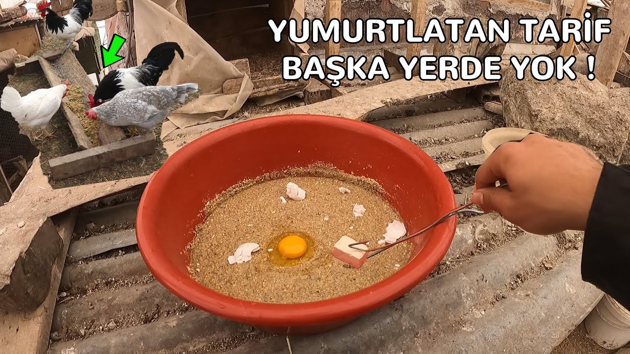 Başka Yerde Yok ! Tavukları Yumurtlatan Tarif Doping